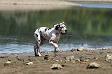 DOGUE ALLEMAND 118